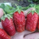  Marvelous Strawberry: variety description and growing tips