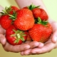  Strawberry Ducat: variety description, cultivation and care