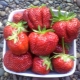  Strawberry First Grader: Historia i opis odmian, chorób i upraw