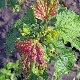  Red spots on currant leaves: why appear and how to treat?