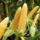  Corn: planting and care in the open field