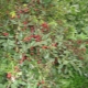  Bush cherry: varieties, planting and care