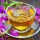  Medicinal properties and contraindications of willow tea for men