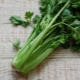  Leaf celery: the benefits and harm, tips on eating