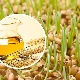  Wheat germ oil in cosmetology: benefits and harms, properties and application tips