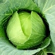  Features of cabbage: the content of vitamins in the composition, useful qualities and contraindications to use