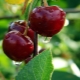  Why does not cherry fruit and what to do?