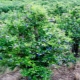  Top dressing of a honeysuckle: choice of fertilizer and recommendations about its introduction