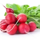  The benefits and harms of radish for men's health