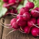  Health benefits and benefits of radish