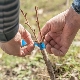  Sweet cherry inoculation: rules of conduct, timing and advice from gardeners