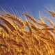  Wheat: calories and composition, benefits and harms