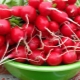  Radish for weight loss: benefits, harm and diet options