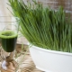  Wheatgrass juice: the benefits and harm, especially cooking