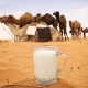  Properties and caloric content of camel milk