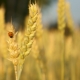  Barley properties, benefits and harms