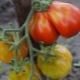  Tomato Japanese Truffle: variety description and cultivation process