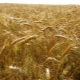  The details of the process of growing wheat