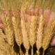  Durum wheat varieties: description, characteristics of cultivation and production