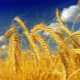 Types and grades of wheat