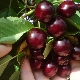  Cherry Shpanka: description of the variety and cultivation