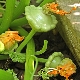  Growing squash in the open field