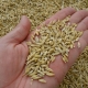  Barley grain: the benefits and harm of the product, especially germinated grain