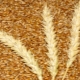 Spring wheat: properties and characteristics of cultivation