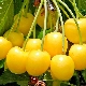  Yellow cherry: the rating of the best varieties and the rules of their cultivation