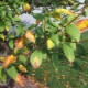  Yellow leaves in an apple tree: causes and treatment