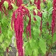  Amaranth: description, types and properties of plants