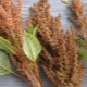  Amaranth: spheres of application and tips on use