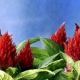  Amaranth: cultivation, planting and care in open ground