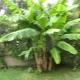  Banana tree: what is this plant, do bananas grow on palm trees?