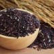  Black rice: calorie, benefit and harm, cooking recipes