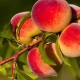  What can be cooked from peaches for the winter?