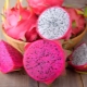  Dragon fruit (pitahaya, pitahaya, dragon eye): what kind of fruit is it and how to choose it correctly?