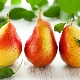  Pear: composition, calorie, benefit and harm