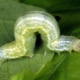  Caterpillars on the apple tree: causes of occurrence, methods of control and prevention