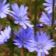 How does chicory affect pressure?