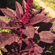  How to eat amaranth?