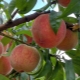  How to prepare peaches in syrup for the winter without sterilization?