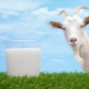  Goat milk for babies: when and how can I give?