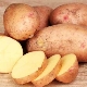  Treatment of hemorrhoids with potatoes: methods and recommendations for use