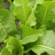  Horseradish leaves: use, beneficial properties and contraindications