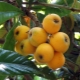  Medlar: features, properties and species