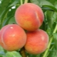  Peach Redhaven: Description and Cultivation Technology