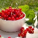  Health benefits and benefits of red currant