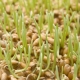  Germinated wheat: the benefits and harm, the rules of reception and features of germination of grain