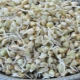  Germinated green buckwheat: properties, caloric content and composition